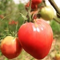 Doença do tomate é registrada no norte da Argentina!
